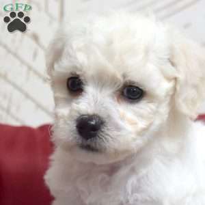 Muffin, Bichon Frise Puppy
